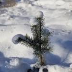 Bambalys Profile Picture